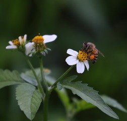 Bee hovering over an orange and white flower trying to get pollen with a nice green background