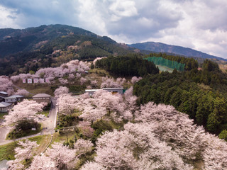 桜ヶ丘公園の桜