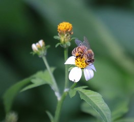 Bee hovering over an orange and white flower trying to get pollen with a nice green background