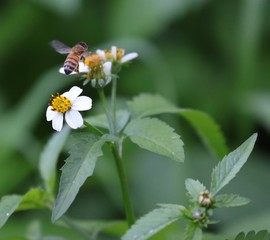 Bee hovering over an orange and white flower trying to get pollen with a nice green background