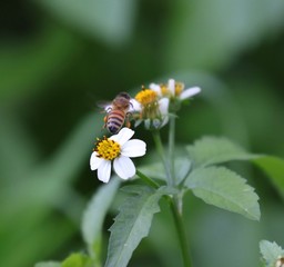 Bee hovering over an orange and white flower trying to get pollen with a nice green background
