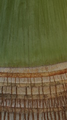background macro image of a green-brown trunk of a tropical palm tree
