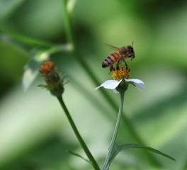 Bee hovering over an orange and white flower trying to get pollen with a nice green background