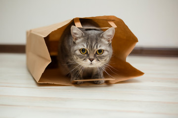 A beautiful Scottish cat peeks out of a paper bag. The cat is watching closely