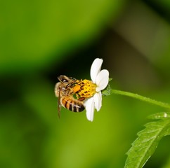 Bee hovering over an orange and white flower trying to get pollen with a nice green background