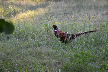 A pheasant bird stands on a meadow in the middle of field flowers and grass