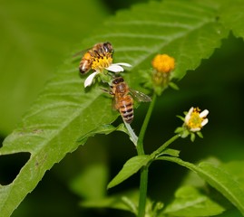 Bee hovering over an orange and white flower trying to get pollen with a nice green background