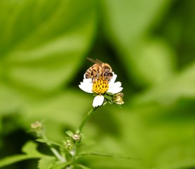 Bee hovering over an orange and white flower trying to get pollen with a nice green background