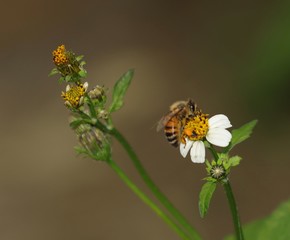 Bee hovering over an orange and white flower trying to get pollen with a nice green background
