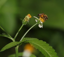 Bee hovering over an orange and white flower trying to get pollen with a nice green background