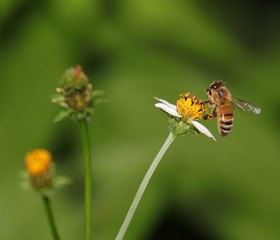 Bee hovering over an orange and white flower trying to get pollen with a nice green background