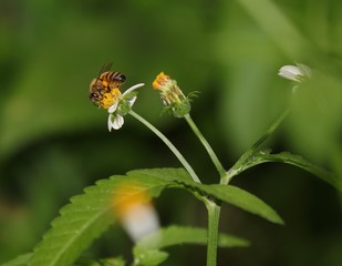 Bee hovering over an orange and white flower trying to get pollen with a nice green background