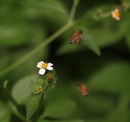 Bee hovering over an orange and white flower trying to get pollen with a nice green background