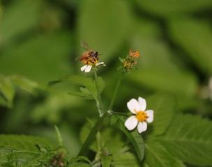 Fototapeta premium Bee hovering over an orange and white flower trying to get pollen with a nice green background
