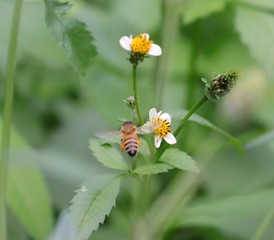 Bee hovering over an orange and white flower trying to get pollen with a nice green background