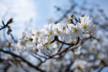 Cherry Blossom during spring season in Japan