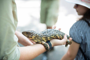 Jaszczurka © patryk77