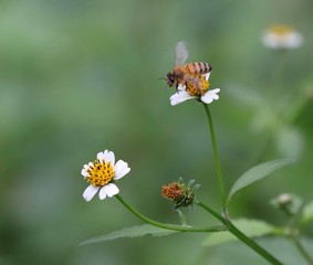Bee hovering over an orange and white flower trying to get pollen with a nice green background