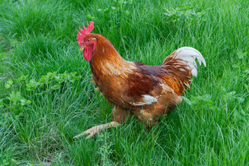 Motley hens on green grass. Farm chicken and poultry.