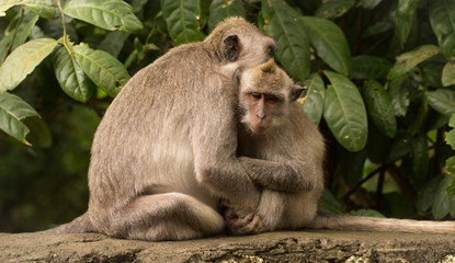 Hugs of two monkeys