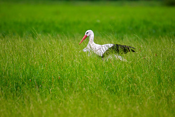graceful stork, Ciconiida, walking trough green grass