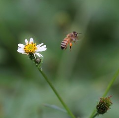 Bee hovering over an orange and white flower trying to get pollen with a nice green background