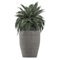  palm in a grey basket isolated on white background