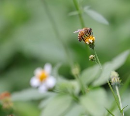 Bee hovering over an orange and white flower trying to get pollen with a nice green background