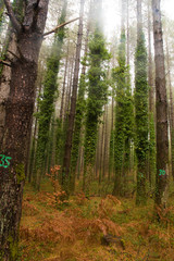 trekking holidays in the woods in the Aspromonte national park