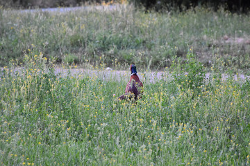 In the middle of field flowers and grass beside the asphalted road stands a pheasant bird