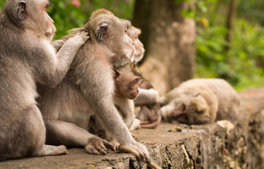 Naklejka na ściany i meble large family of monkeys