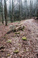 trekking holidays in the woods in the Aspromonte national park