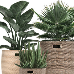  tropical plants in baskets isolated on white background