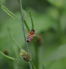 Bee hovering over an orange and white flower trying to get pollen with a nice green background