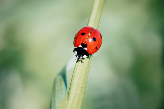 Macro image of a red ladybird on a grass stem.  Taken in the Spring