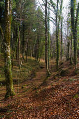 Obraz premium trekking holidays in the woods in the Aspromonte national park