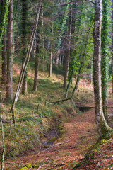 trekking holidays in the woods in the Aspromonte national park