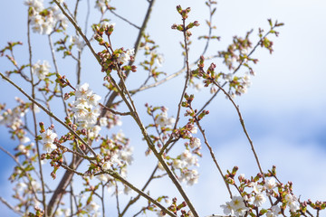 Blossom growing on a tree with white petals