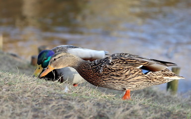 kaczki