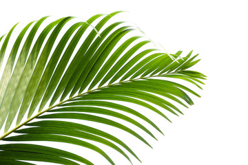 Obraz na płótnie Canvas Beautiful green palm leaf isolated on white background with for design elements, tropical leaf, summer background