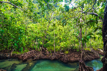 Ecosystem mangrove tropical forest