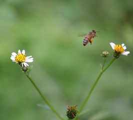 Bee hovering over an orange and white flower trying to get pollen with a nice green background