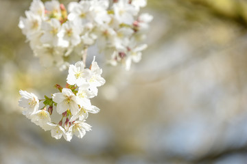 White cherry blossom growing on a tree in natural sunlight outdoors