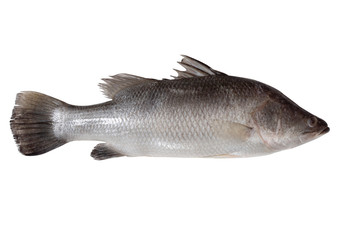 fresh sea bass fish (raw) isolated on white background. 
