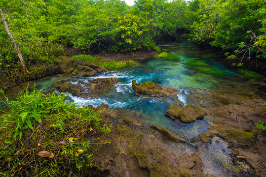 Ecosystem mangrove tropical forest