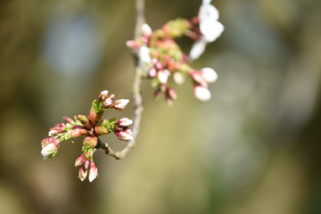 Tree branch with new shoots growing on a branch