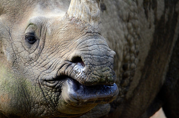 Obraz premium Nosorożec