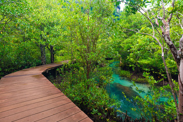 Mangrove junction pathway to the forest