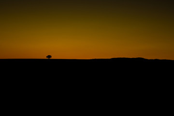 Single tree on the hill at sunset