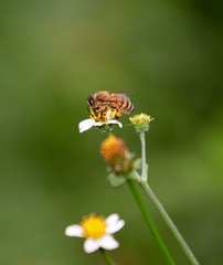 Bee hovering over an orange and white flower trying to get pollen with a nice green background